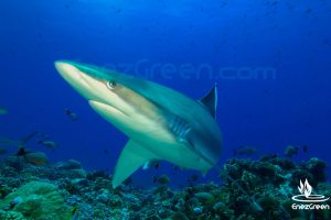 Requin albimarginatus Tuamotu Polynésie @ Hervé Bré EnezGreen