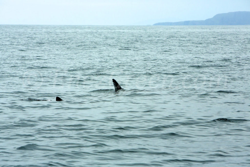 Requin Pélerin nageant devant les îles des Shiant