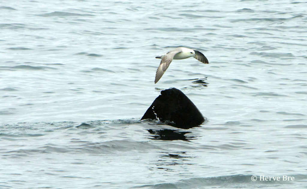 Fulmar Boréal volant au dessus d'un Requin Pélerin sur le Minch aux îles Shiant