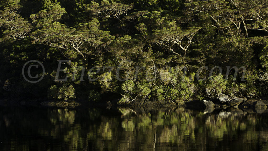 Forêt primaire Doubtful sound Parc National de Fiordland 