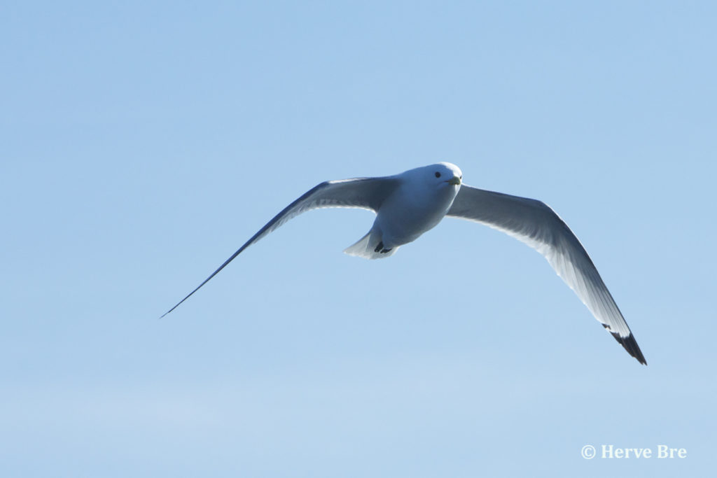 Fulmar Boréal en vol au dessus des eaux du Minch