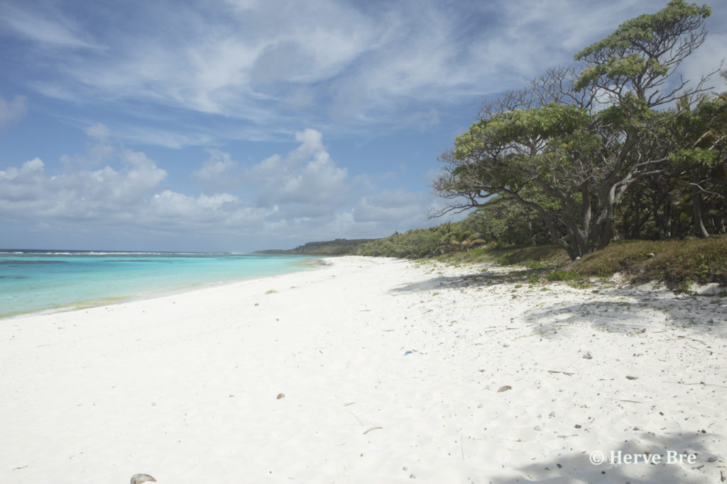 Forêt de Maré bordant une longue plage de sable blanc et son lagon aux eaux turquoises