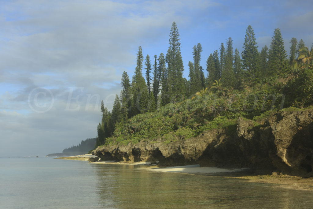 Maré île au bois de santal où la forêt  borde le lagon 