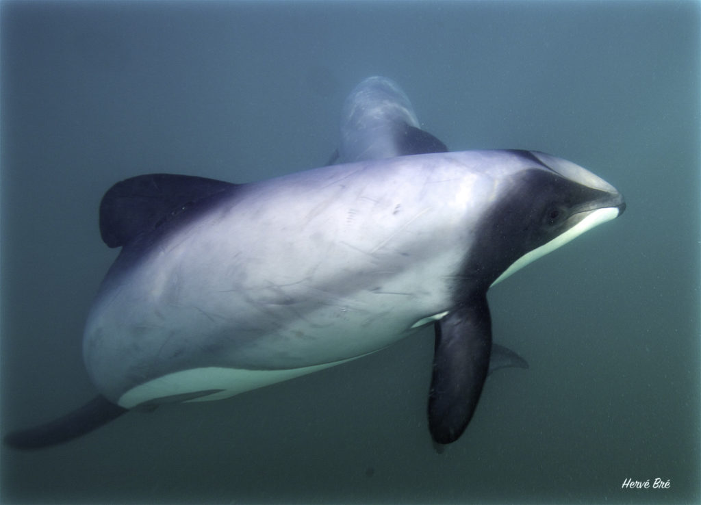 Nage avec les dauphins d'Hector à Akaroa en Nouvelle-Zélande