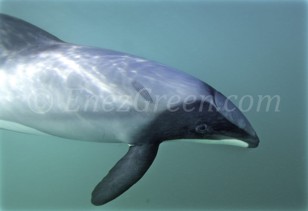 Dauphin d'Hector à Akaroa île du sud de Nouvelle-Zélande