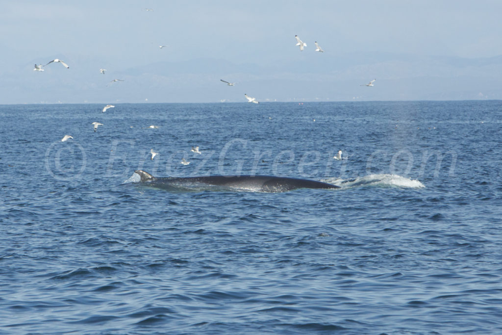Baleine de Mink entourée d'oiseaux nageant en surface des eaux du Minch