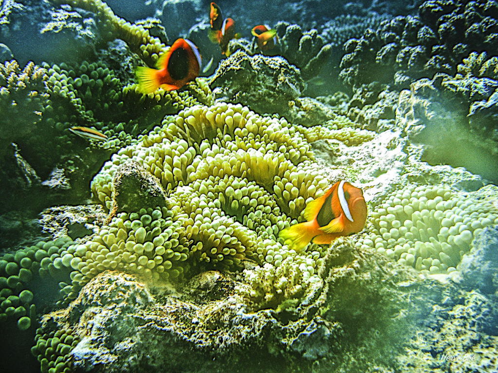 Poisson clown sur Anémone