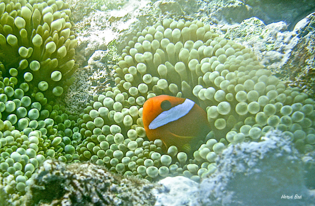 Clown fish Vanuatu