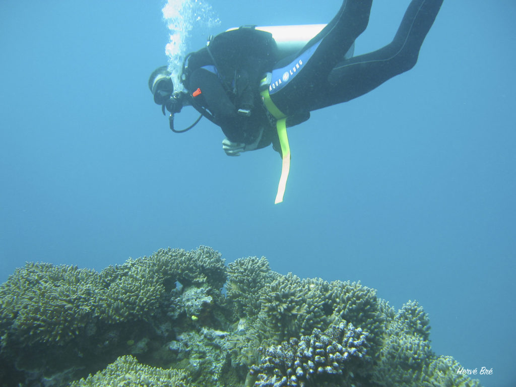 Diving above corals in Moso, Vanuatu