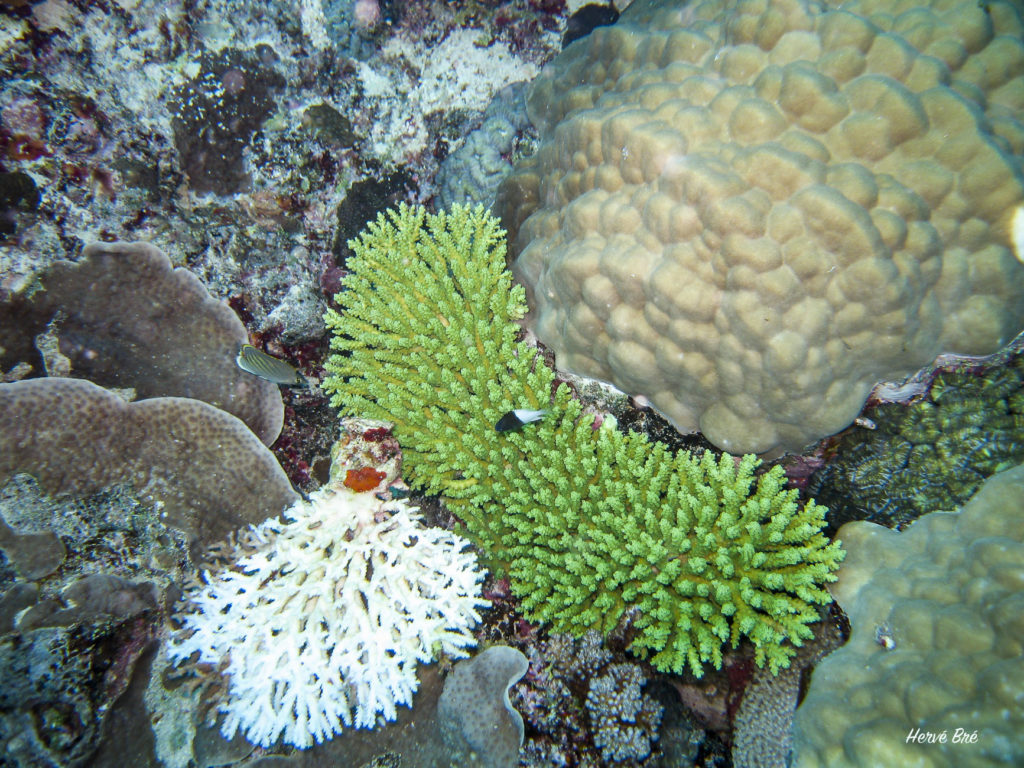 Coraux Moso reef
