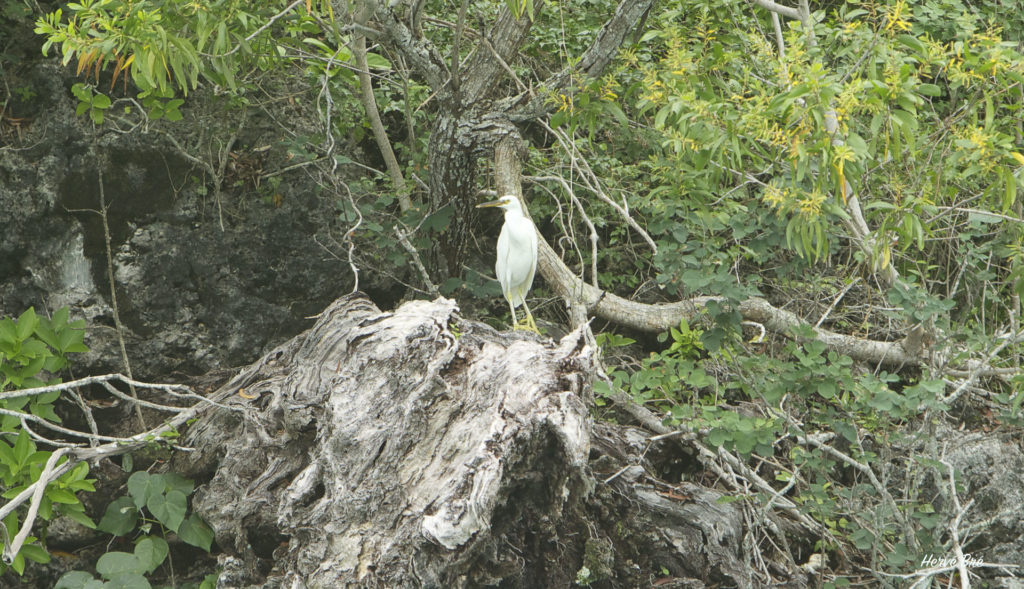 Egretta sacra Vanuatu