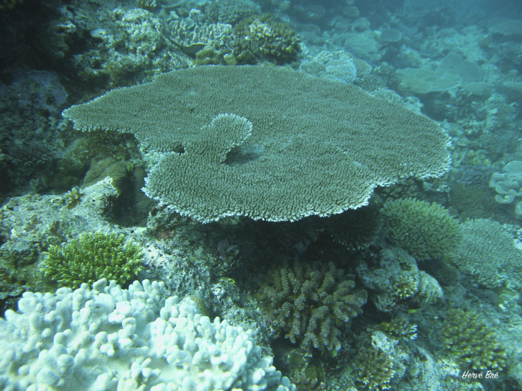 Corail Acropora Moso