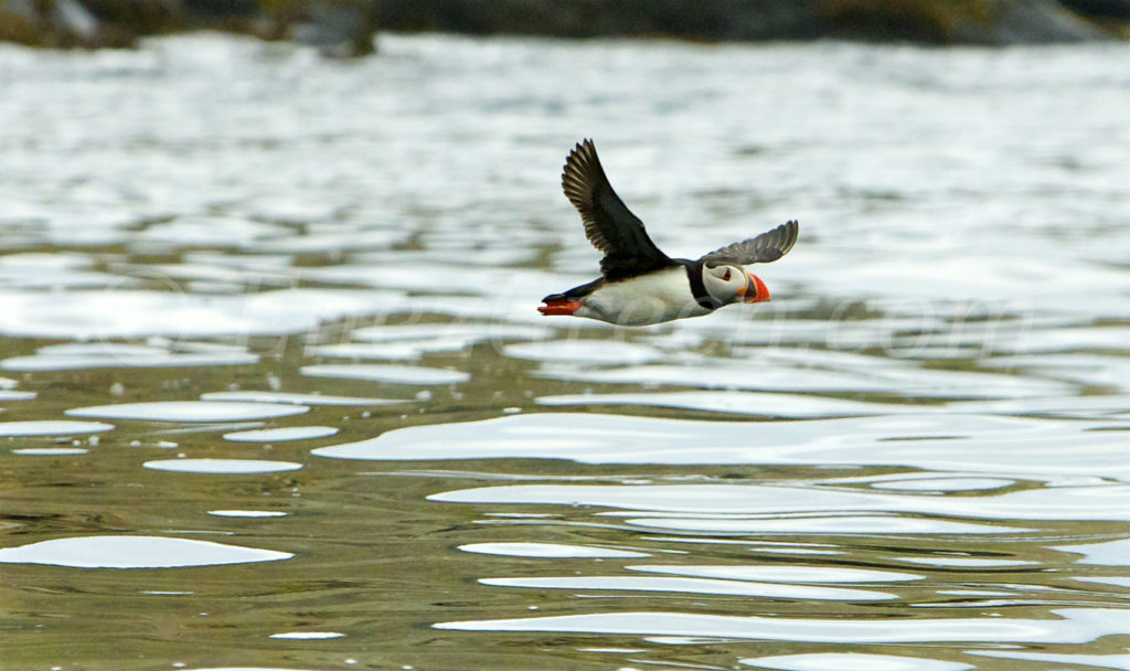 Macareux survolant les eaux du Minch