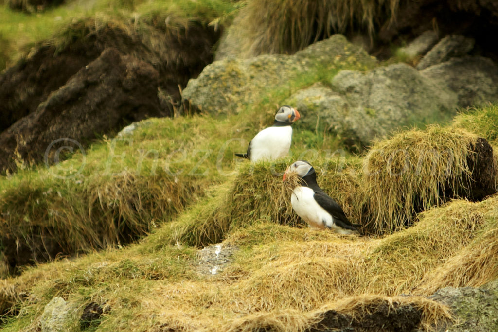 Macareux nichant dans les falaises des îles Shiant