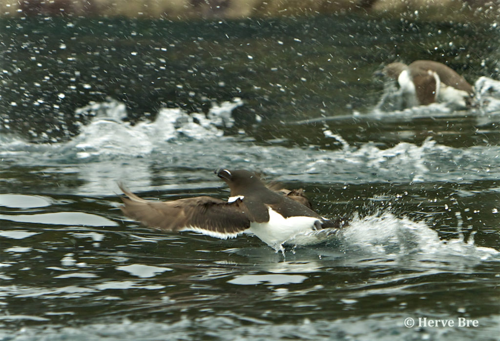 Pingouin Torda s'envolande des eaux du Minch aux îles Shiant