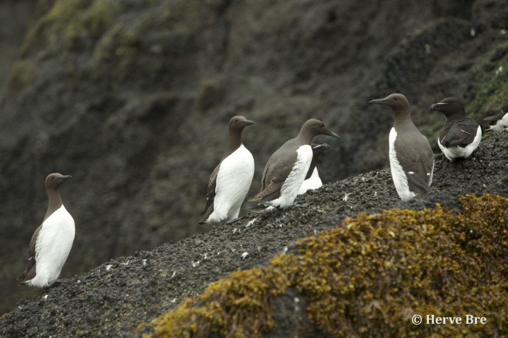Guillemots et Pingouin Torda sur l'île principale des îles Shiant