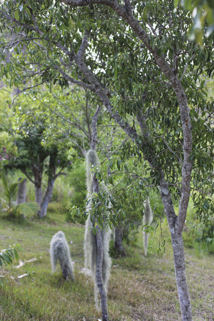 Jeunes arbres de Santal d'environ 7 ans en Nouvelle-Calédonie