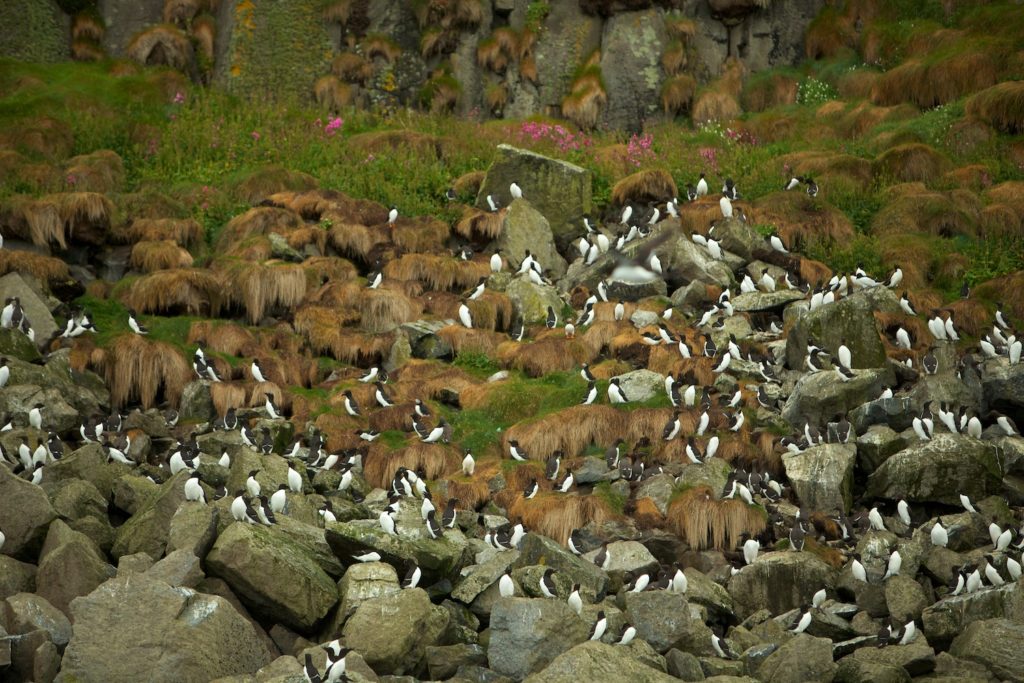 Pingouins Torda, Macareux, Guillemots dans les falaises des îles Shiant