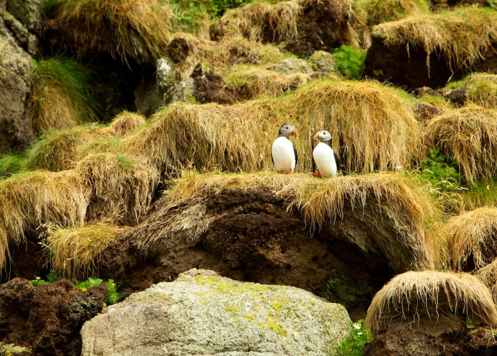 Couple de Macareux près de leur terrier dans les falaises des îles Shiant