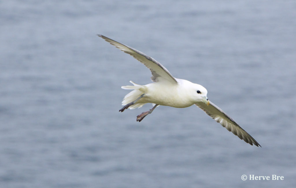 Fulmar Boreal