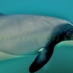 Hector's dolphin Akaroa Nouvelle Zélande - Hervé Bré EnezGreen