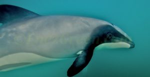 Hector's dolphin Akaroa Nouvelle Zélande - Hervé Bré EnezGreen
