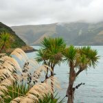 Nager Avec Les Dauphins D'hector À Akaroa