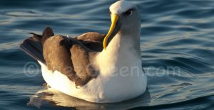 Albatros Kaikoura Laëtitia Scuiller EnezGreen