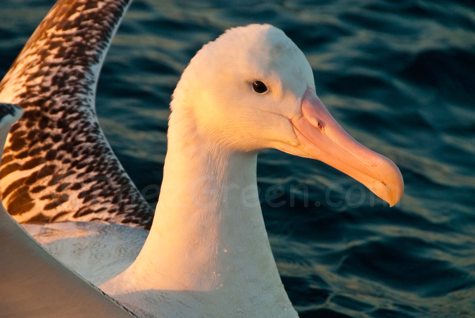 Watching Albatross Encounter Kaikoura • EnezGreen