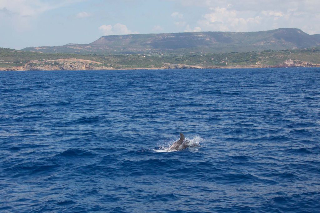 Porto Conte Sardegna Dolphin Watching Progetto Natura ©Hervé Bré Enezgreen