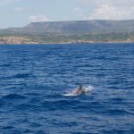 Porto Conte Sardegna Dolphin Watching Progetto Natura ©Hervé Bré Enezgreen
