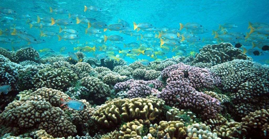 Les récifs coralliens des îles Pitcairn figurent parmi les plus profonds au monde