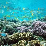 Les récifs coralliens des îles Pitcairn figurent parmi les plus profonds au monde