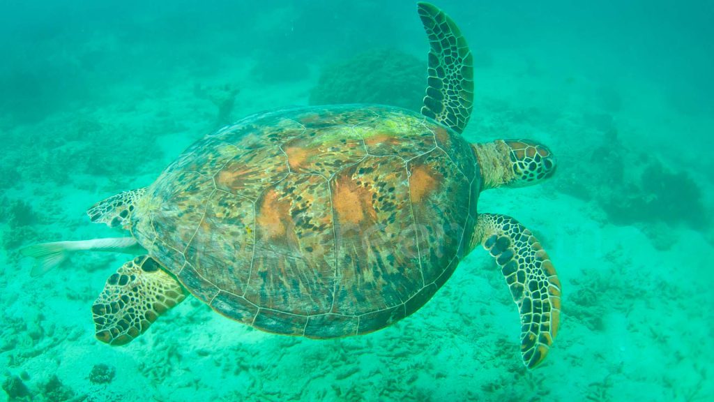 Aquanature Nouvelle Calédonie Randonnée Palmée © Laëtitia Scuiller Enezgreen