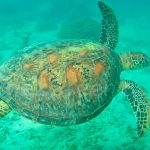 Aquanature Nouvelle Calédonie Randonnée Palmée © Laëtitia Scuiller Enezgreen