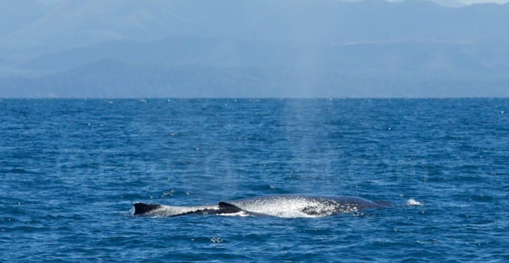 Baleine et baleineau Pacific Ocean @ Hervé Bré EnezGreen