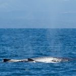 Baleine et baleineau Pacific Ocean @ Hervé Bré EnezGreen