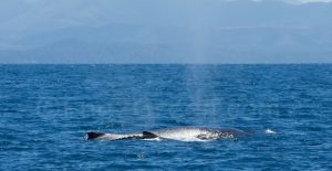 Baleine et baleineau Pacific Ocean @ Hervé Bré EnezGreen