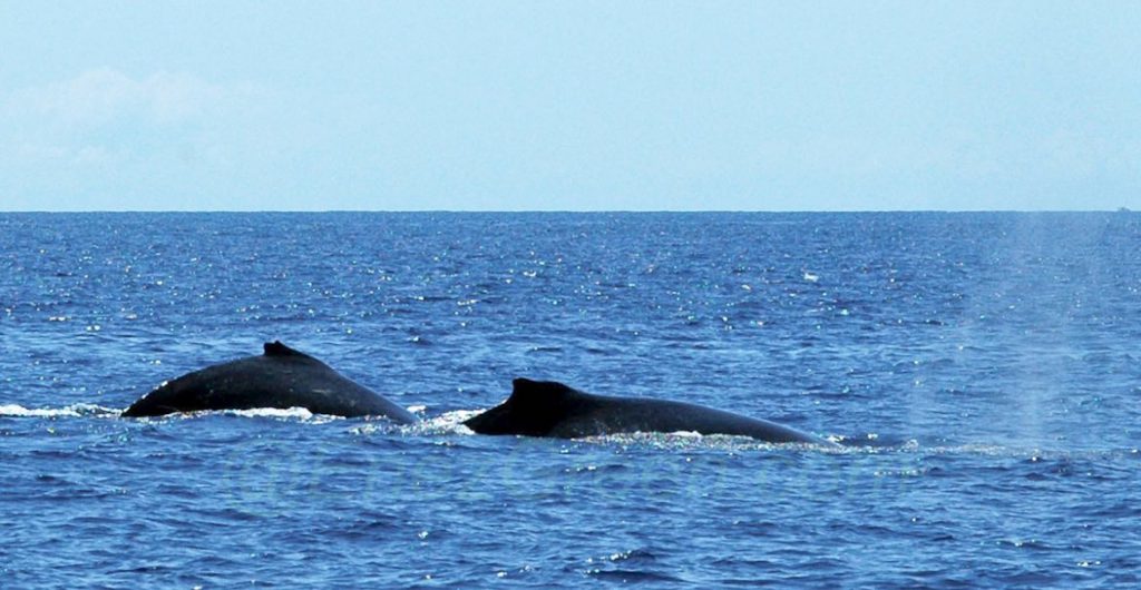 Baleines à bosse @ Laetitia Scuiller EnezGreen