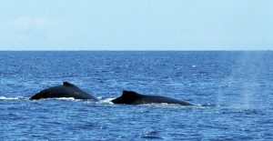 Baleines de Minke @ Laetitia Scuiller EnezGreen