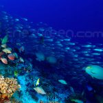 Rangiroa Tiputa Tuamotu © Hervé Bré