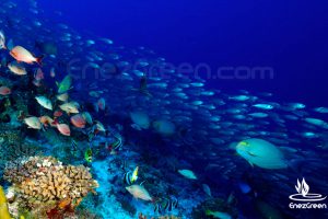 Rangiroa Tiputa Tuamotu © Hervé Bré