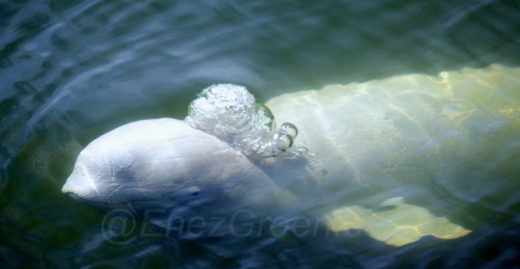 Belugas Parc marin Saguenay -St-Laurent - Hervé Bré EnezGreen