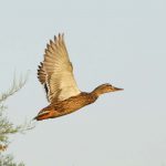 Sardegna.Coghinas.Birds © Hervé.Bré Enezgreen