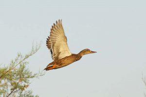 Sardegna.Coghinas.Birds © Hervé.Bré Enezgreen