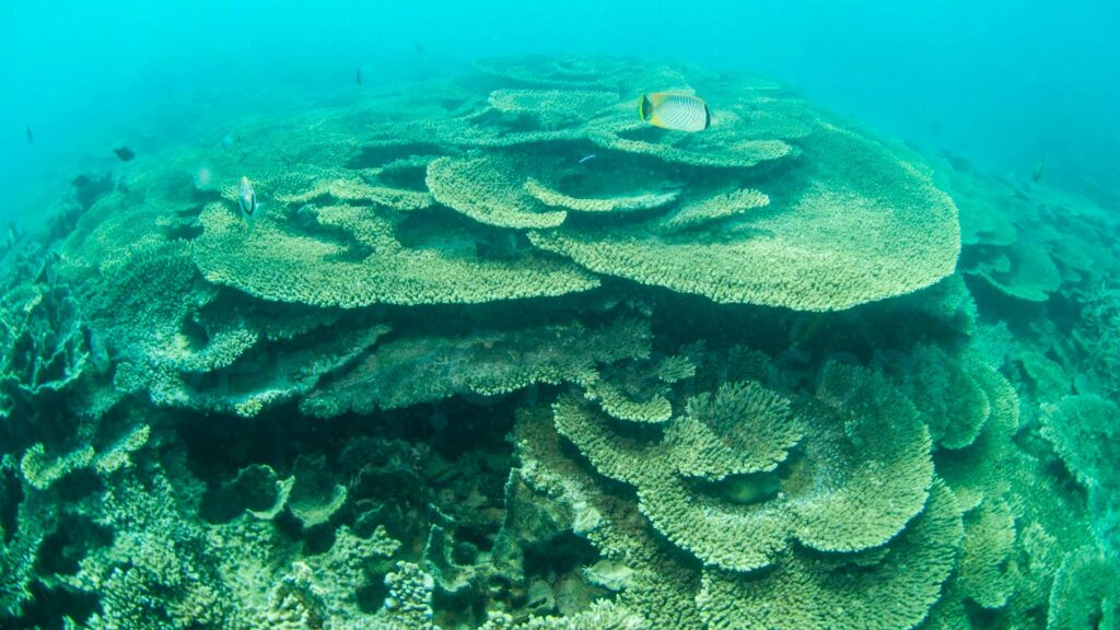 Blue Bay Marine Park Mauritius © Laëtitia Scuiller Enezgreen