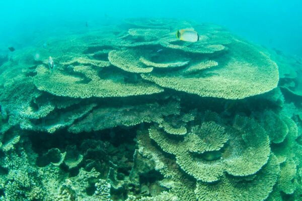 Blue Bay Marine Park Mauritius © Laëtitia Scuiller Enezgreen