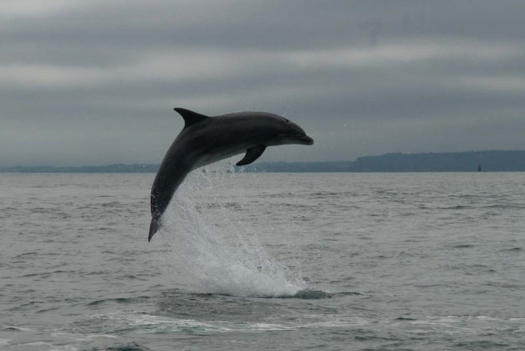 Dolphin Tursiops Laëtitia Scuiller Enezgreen