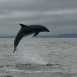 Dolphin Tursiops Laëtitia Scuiller Enezgreen