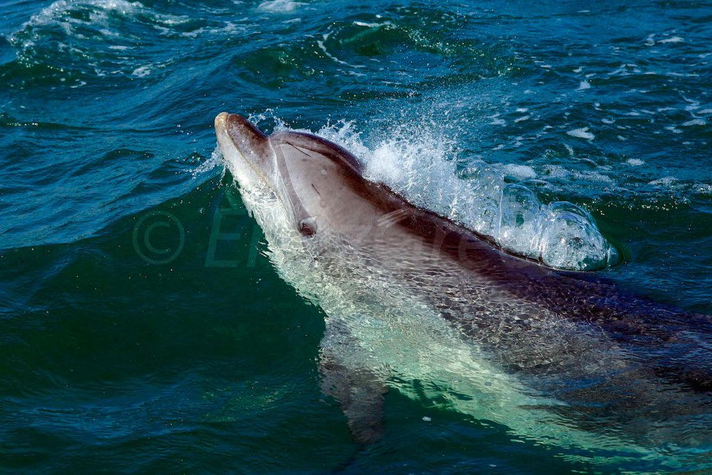 Molène Archipel Excursions Dauphins Phoques Hervé Bré Enezgreen